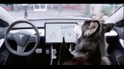 O vašich chlpáčov sa postará Tesla Dog Mode