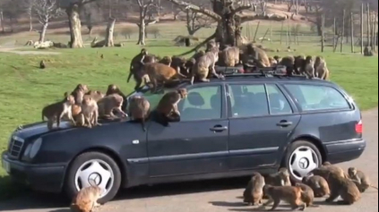 OPICE VÁM NA SAFARI KĽUDNE ROZOBERÚ AUTO